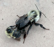 Bees
