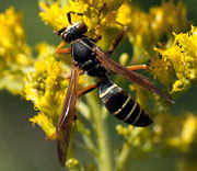 Wasp