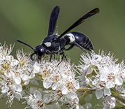 Damselfly
