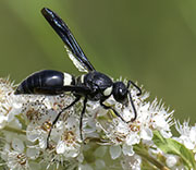 Damselfly