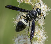 Damselfly
