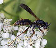 Damselfly