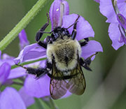 Bees