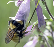 Bees