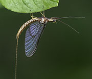Flying Insects