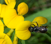 Bees