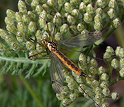 Flying Insects