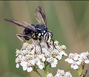 Hoover Flies