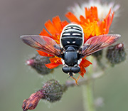Hoover Flies