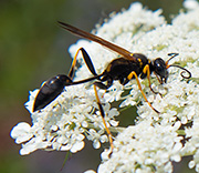 Wasp