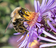 Bees