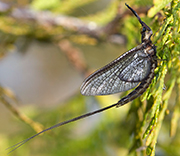 Flying Insects