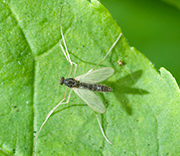 Flying Insects