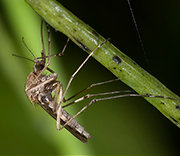 Flying Insects