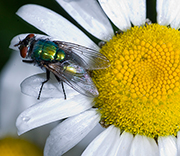 Flies