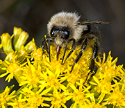 Bees