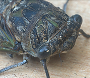 Flying Insects