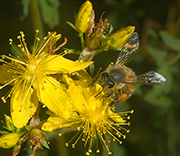 Bees