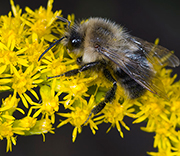 Bees