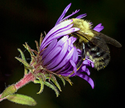 Bees