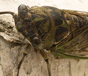 Flying Insects