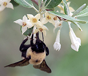 Bees