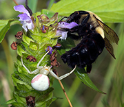 Bees