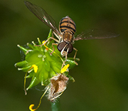 Hoover Flies