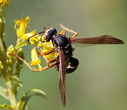 Damselfly