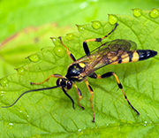 Flying Insects
