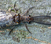 Flying Insects