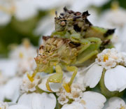 Ambush Bug