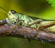 Grasshoppers