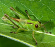Grasshoppers
