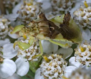 Ambush Bug