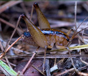 Crickets