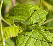 Katydid