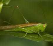 Katydid