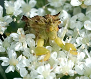 Ambush Bug