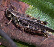 Grasshoppers