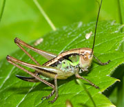 Katydid
