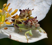 Ambush Bug