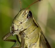 Grasshoppers