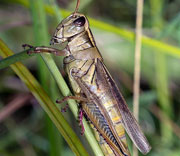 Grasshoppers