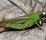 Grasshoppers