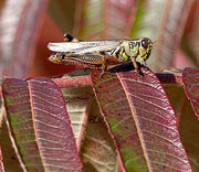 Grasshoppers