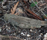 Grasshoppers