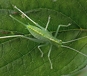 Katydid