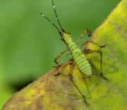 Katydid