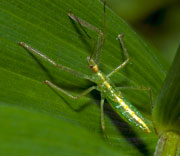 Katydid